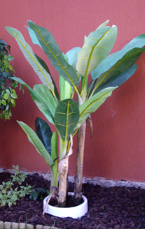 banánfa