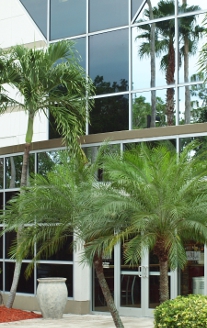 palm tree